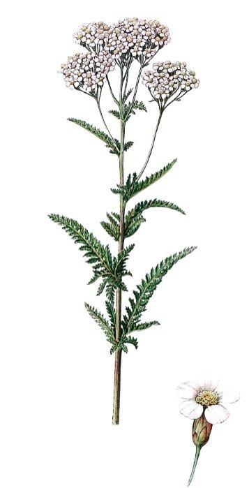 Achillée_millefeuille